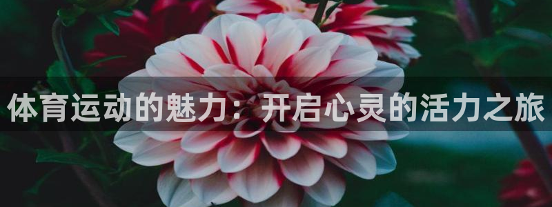 体育运动的魅力：开启心灵的活力之旅